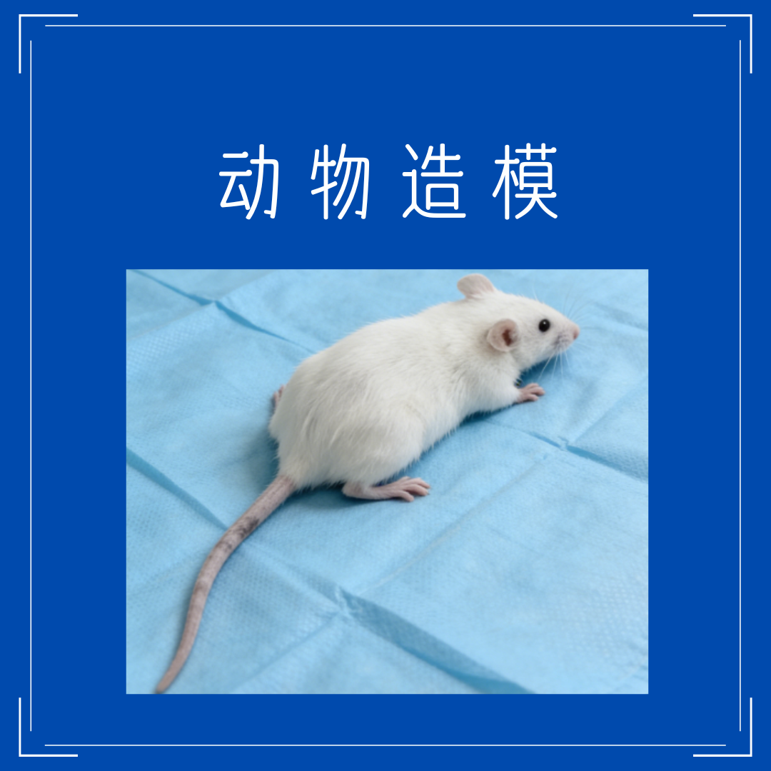 动物造模